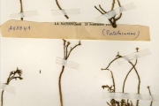 <strong>Portulacaceae - Portulaca - Portulaca foliosa Ker Gawl.</strong><br />© hnb