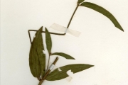 <strong>Melastomataceae - Dissotis - Dissotis grandiflora (Sm.) Benth.</strong><br />© hnb