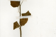 <strong>Solanaceae - Physalis - Physalis angulata L.</strong><br />© hnb