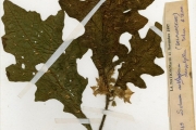 <strong>Solanaceae - Solanum - Solanum dasyphyllum Schumach. & Thonn.</strong><br />© hnb
