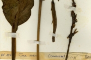 <strong>Cannaceae - Canna - Canna x generalis L.H.Bailey</strong><br />© hnb
