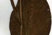 <strong>Cannaceae - Canna - Canna x generalis L.H.Bailey</strong><br />© hnb
