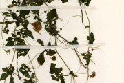 <strong>Cucurbitaceae - Momordica - Momordica charantia L.</strong><br />© hnb