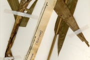 <strong>Poaceae - Sorghum - Sorghum arundinaceum (Desv.) Stapf</strong><br />© hnb