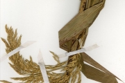 <strong>Poaceae - Sorghum - Sorghum arundinaceum (Desv.) Stapf</strong><br />© hnb