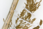 <strong>Poaceae - Sorghum - Sorghum arundinaceum (Desv.) Stapf</strong><br />© hnb