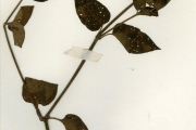 <strong>Acanthaceae - Asystasia - Asystasia gangetica (L.) T.Anderson</strong><br />© hnb