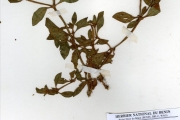 <strong>Rubiaceae - Richardia - Richardia scabra L.</strong><br />© hnb