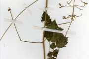 <strong>Sapindaceae - Cardiospermum - Cardiospermum grandiflorum Sw.</strong><br />© hnb