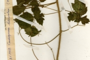 <strong>Sapindaceae - Cardiospermum - Cardiospermum grandiflorum Sw.</strong><br />© hnb