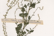 <strong>Amaranthaceae - Celosia - Celosia trigyna L.</strong><br />© hnb