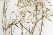 <strong>Poaceae - Eragrostis - Eragrostis tremula (Lam.) Hochst. ex Steud.</strong><br />© hnb
