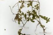 <strong>Leguminosae-Papilionoideae - Abrus - Abrus precatorius L.</strong><br />© hnb