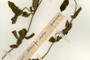 <strong>Rubiaceae - Mitracarpus - Mitracarpus hirtus (L.) DC.</strong><br />© hnb