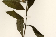 <strong>Lamiaceae - Hyptis - Hyptis lanceolata Poir.</strong><br />© hnb