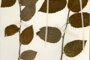 <strong>Euphorbiaceae - Caperonia - Caperonia latifolia Pax</strong><br />© hnb