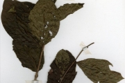 <strong>Rubiaceae - Mussaenda - Mussaenda isertiana DC.</strong><br />© hnb
