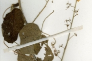 <strong>Passifloraceae - Adenia - Adenia cissampeloides (Planch. ex Hook.) Harms</strong><br />© hnb