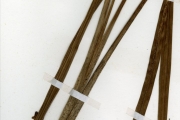 <strong>Orchidaceae - Eulophia - Eulophia angolensis (Rchb.f.) Summerh.</strong><br />© hnb