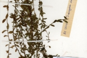 <strong>Ochnaceae - Sauvagesia - Sauvagesia erecta L.</strong><br />© hnb