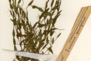 <strong>Poaceae - Panicum - Panicum parvifolium Lam.</strong><br />© hnb