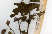 <strong>Tiliaceae - Clappertonia - Clappertonia ficifolia (Willd.) Decne.</strong><br />© hnb