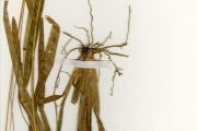 <strong>Poaceae - Axonopus - Axonopus compressus (Sw.) P.Beauv.</strong><br />© hnb