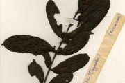 <strong>Rubiaceae - Cuviera - Cuviera macroura K.Schum.</strong><br />© hnb