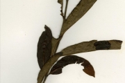 <strong>Rubiaceae - Cuviera - Cuviera macroura K.Schum.</strong><br />© hnb