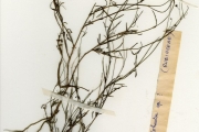 <strong>Rubiaceae - Kohautia - Kohautia tenuis (Bowdich) Mabb.</strong><br />© hnb