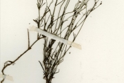 <strong>Rubiaceae - Kohautia - Kohautia tenuis (Bowdich) Mabb.</strong><br />© hnb