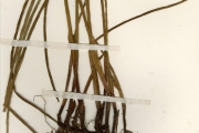 <strong>Cyperaceae - Eleocharis - Eleocharis mutata (L.) Roem. & Schult.</strong><br />© hnb