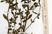 <strong>Scrophulariaceae - Bacopa - Bacopa crenata (P.Beauv.) Hepper</strong><br />© hnb