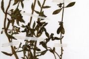 <strong>Scrophulariaceae - Bacopa - Bacopa crenata (P.Beauv.) Hepper</strong><br />© hnb