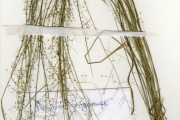 <strong>Poaceae - Panicum - Panicum congoense Franch.</strong><br />© hnb
