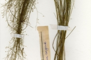 <strong>Poaceae - Panicum - Panicum congoense Franch.</strong><br />© hnb