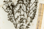 <strong>Scrophulariaceae - Scoparia - Scoparia dulcis L.</strong><br />© hnb
