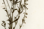<strong>Scrophulariaceae - Scoparia - Scoparia dulcis L.</strong><br />© hnb