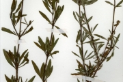 <strong>Rubiaceae - Spermacoce - Spermacoce ruelliae DC.</strong><br />© hnb