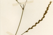 <strong>Leguminosae-Papilionoideae - Zornia - Zornia latifolia Sm.</strong><br />© hnb