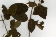 <strong>Rubiaceae - Mitragyna - Mitragyna inermis (Willd.) Kuntze</strong><br />© hnb