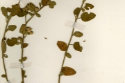<strong>Malvaceae - Sida - Sida cordifolia L.</strong><br />© hnb