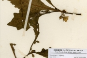 <strong>Solanaceae - Solanum - Solanum macrocarpum (Maxim.) Koidz.</strong><br />© hnb