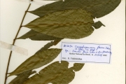 <strong>Ochnaceae - Campylospermum - Campylospermum flavum (Schum.) Farron</strong><br />© hnb