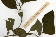 <strong>Rubiaceae - Chassalia - Chassalia kolly (Schumach.) Hepper</strong><br />© hnb