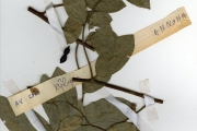 <strong>Annonaceae - Monanthotaxis - Monanthotaxis parvifolia (Oliv.) Verdc.</strong><br />© hnb