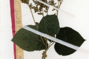 <strong>Urticaceae - Laportea - Laportea aestuans (L.) Chew</strong><br />© hnb