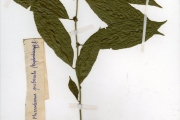 <strong>Pandaceae - Microdesmis - Microdesmis keayana J.Léonard</strong><br />© hnb