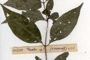 <strong>Rubiaceae - Chassalia - Chassalia kolly (Schumach.) Hepper</strong><br />© hnb