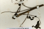 <strong>Leguminosae-Mimosoideae - Tetrapleura - Tetrapleura tetraptera (Schumach. & Thonn.) Taub.</strong><br />© hnb